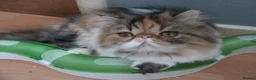 Persian cats for sale: Adorable Persian female kitten Ready now - Advert 6