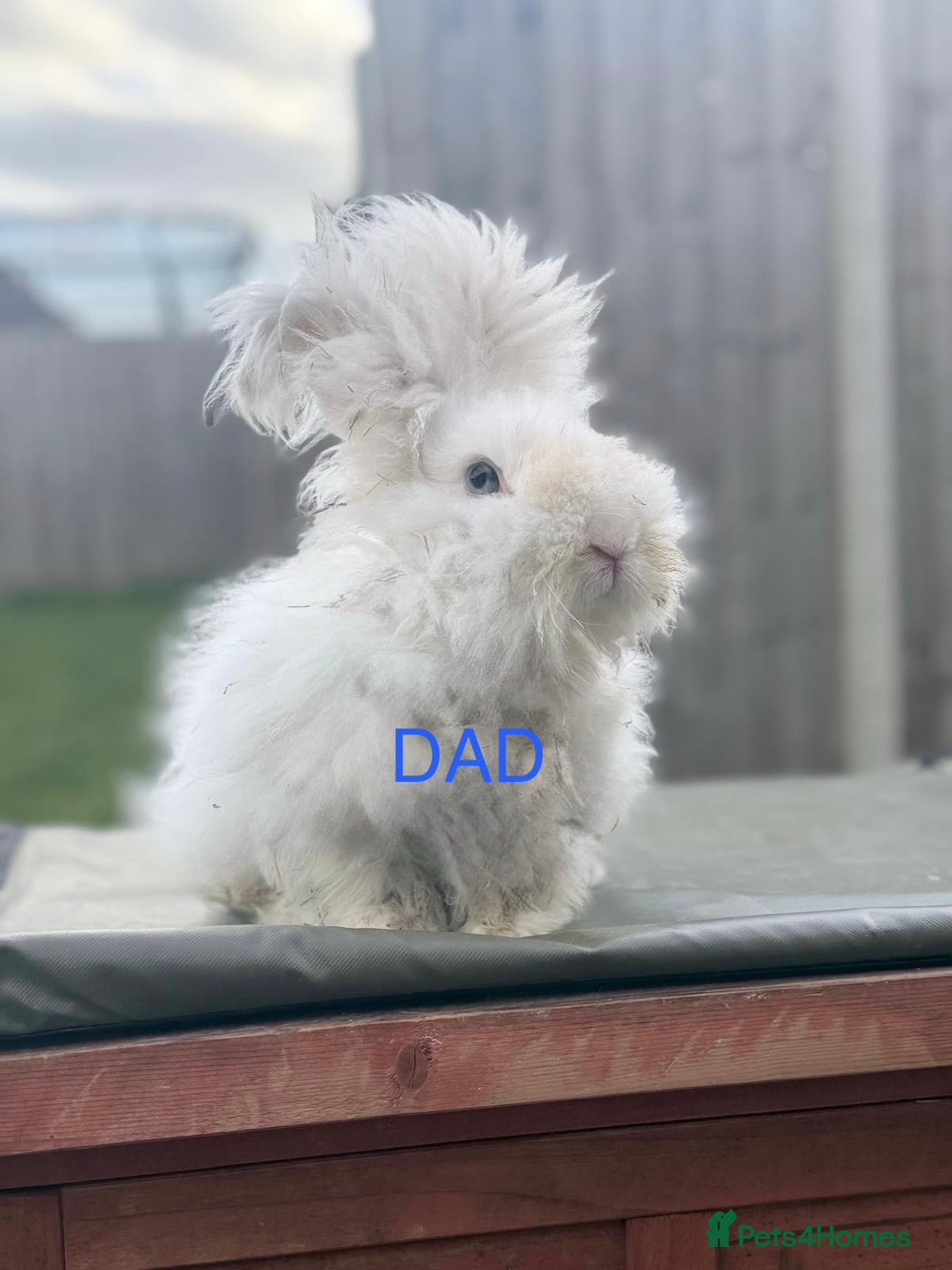 Mixed Breed rabbits Pure-bred English Angora - Advert 2