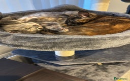 Mixed Breed cats for sale: 2 beautiful girls  - Image 2