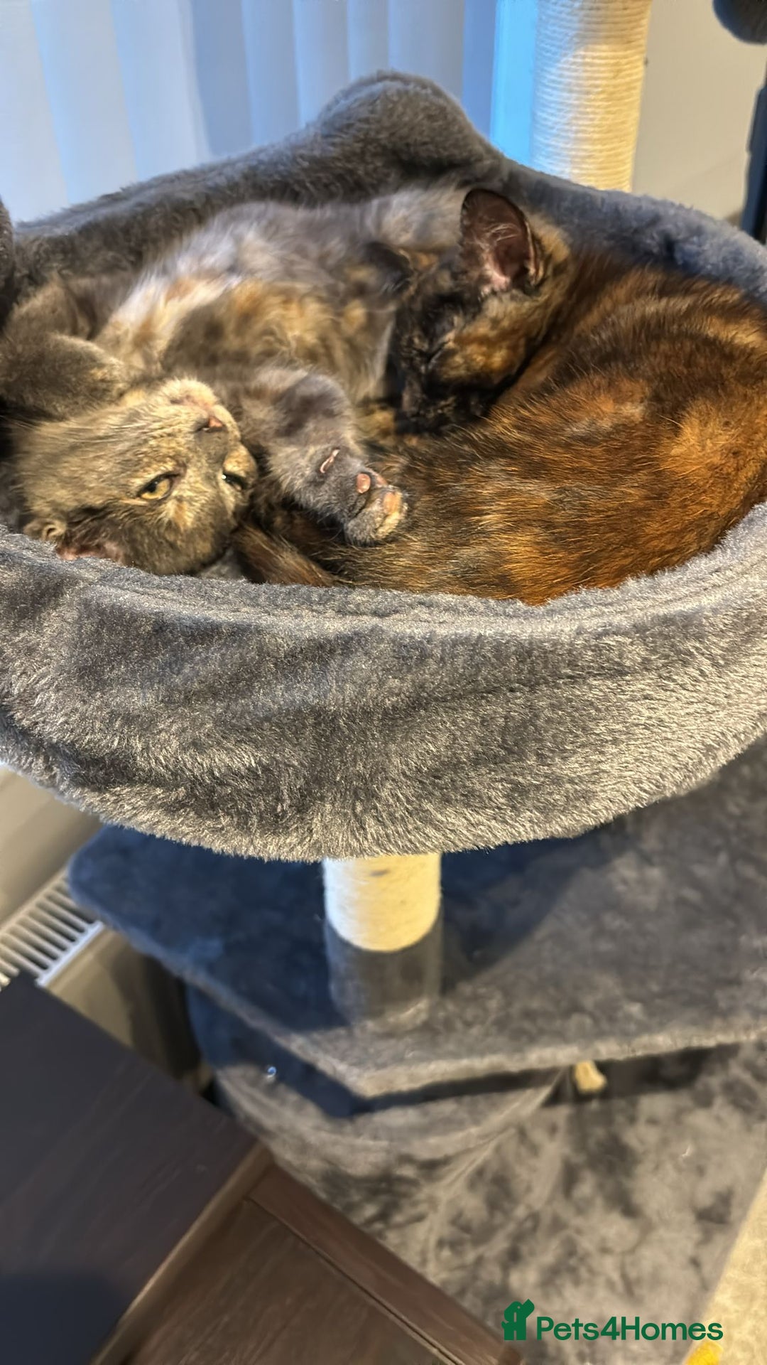 Mixed Breed cats for sale: 2 beautiful girls  - Image 2