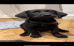 Labrador Retriever dogs for sale: 1 Black Labrador bitch left ready to go now  - Image 3