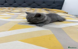 British Shorthair cats for sale: British short hair  - Image 8