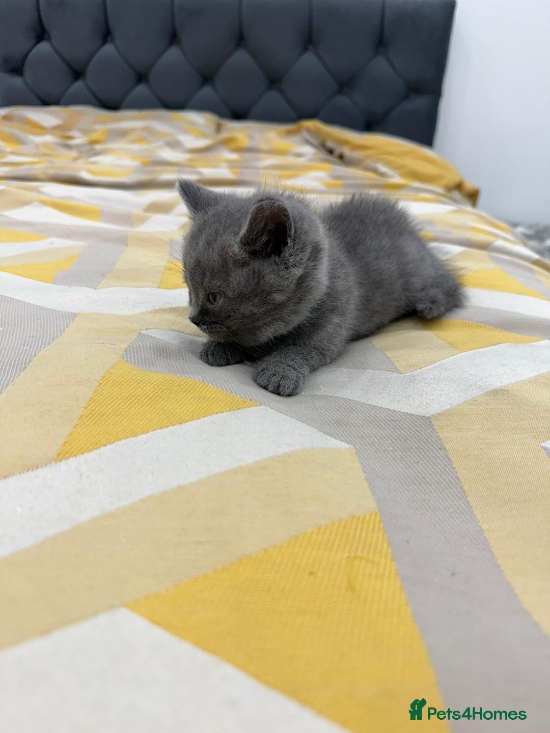 British Shorthair cats for sale: British short hair  - Image 8