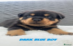 Rottweiler dogs for sale: Beautiful KC Rottweiler puppies - Image 15