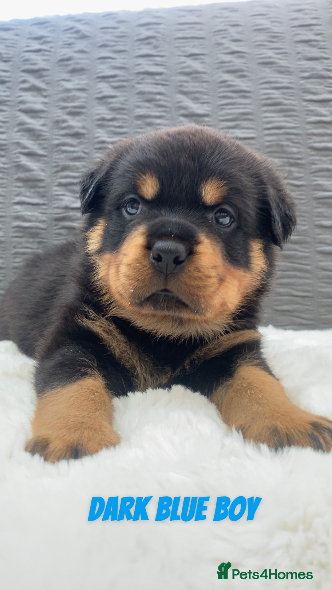 Rottweiler dogs for sale: Beautiful KC Rottweiler puppies - Image 15