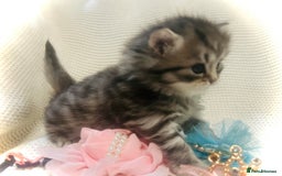Persian cats for sale: Unique Persian cross kittens .  - Image 14
