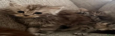 Maine Coon Kitten 4