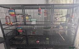 Conures birds for sale: Young hand reered conure for sale - Image 1