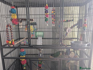 Conures birds - Advert 16