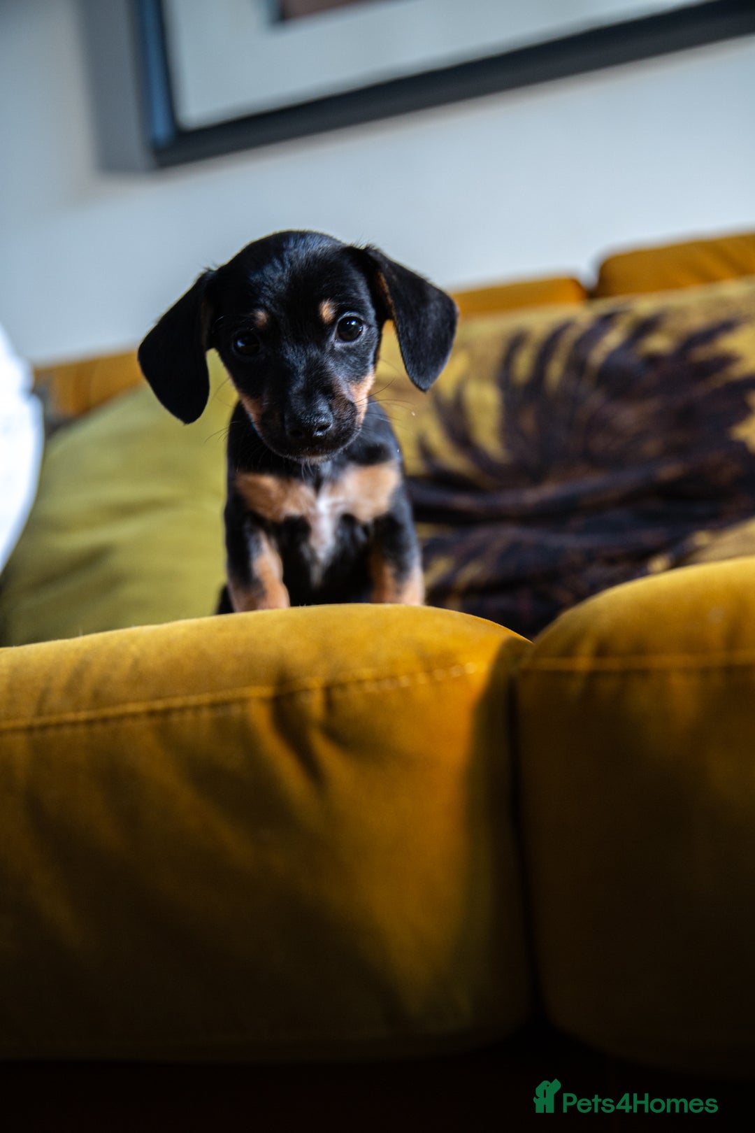 Mixed Breed dogs for sale: Daxijax/Jackshund/Dachshund/Jack - READY TO GO - Advert 26