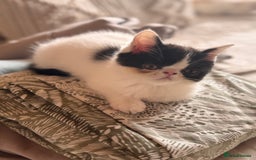 Persian cats for sale: Persian kittens ready now  - Image 13