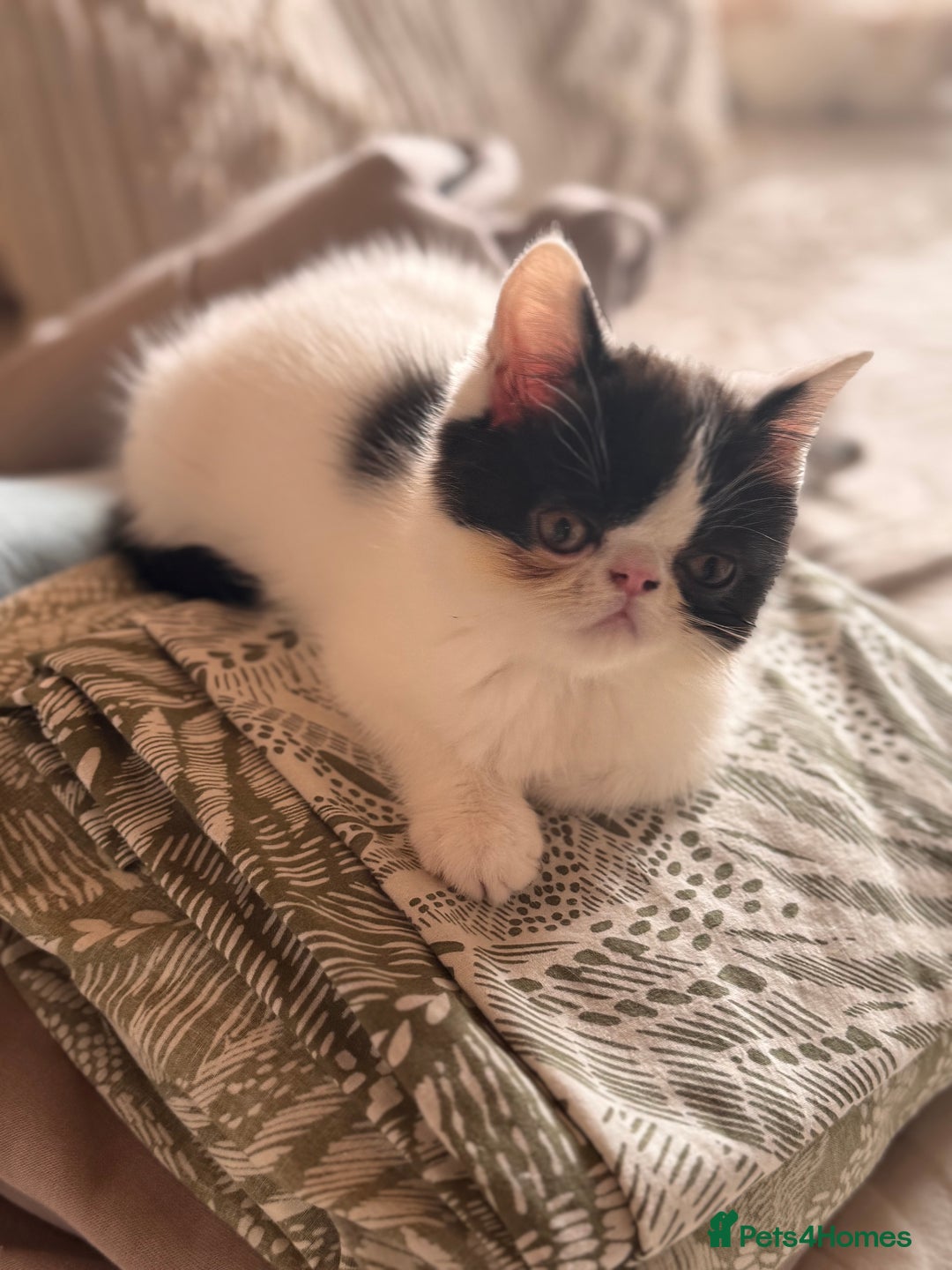 Persian cats for sale: Persian kittens ready now  - Image 13