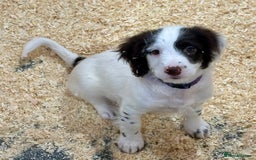 Sproodle dogs for sale: Sproodle puppies, exp breeder, Lancashire  - Image 1