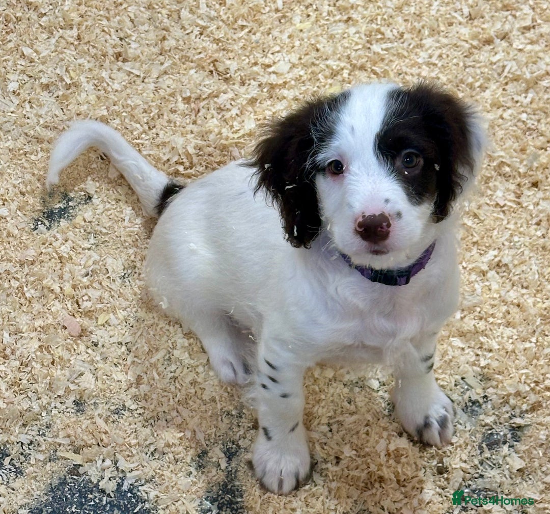 Sproodle dogs for sale: Sproodle puppies, exp breeder, Lancashire  - Image 1