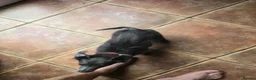 Chipoo dogs for sale: Chihuahua  in Widnes - Advert 3