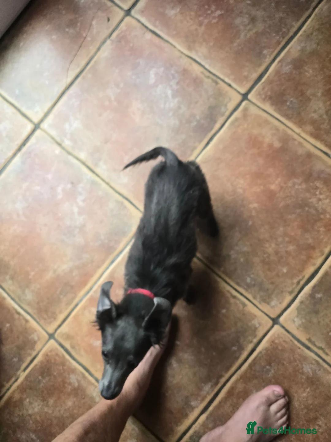Chipoo dogs for sale: Chihuahua  in Widnes - Advert 3
