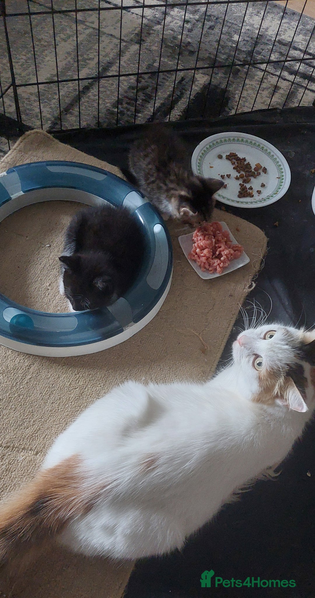 Mixed Breed cats for sale: 2 kittens male - Advert 6