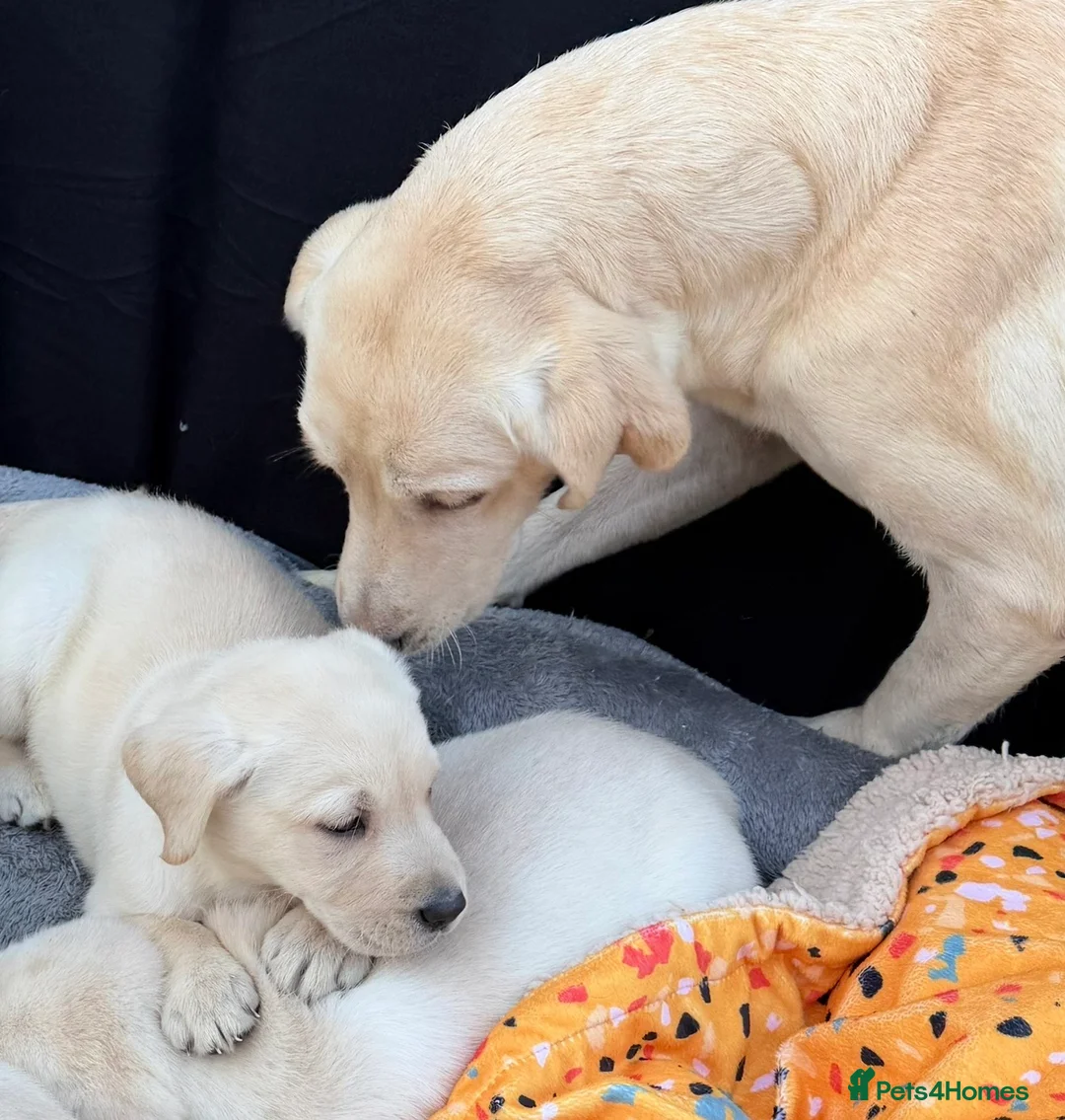 Labrador Retriever dogs for sale: Labrador puppies - Advert 6