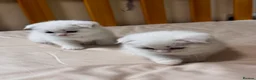 Scottish Fold cats for sale: Scottish Fold & Straight Kittens 🐾 - Advert 6