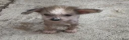 Chinese Crested dogs for sale: Hairless Chinese Cresteds  - Advert 4