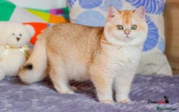 British Shorthair cats for sale: GCCF reg British Shorthair Chocolate Gold Kittens  in London - Image 10
