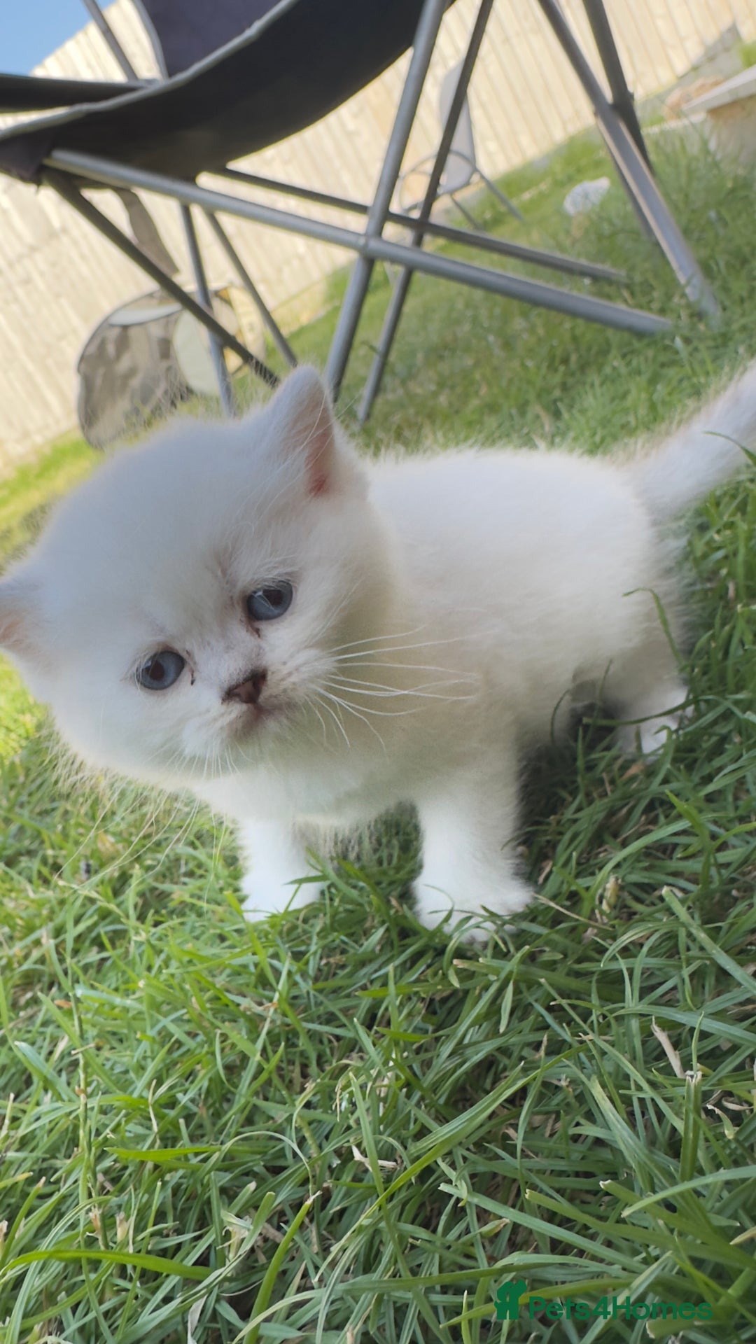 British Longhair cats for sale: 6 Adorable British ShortHair X LongHair kittens .  - Image 18