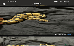 Python Snake reptiles for sale: Ball pythons and full setups for sale  - Image 6