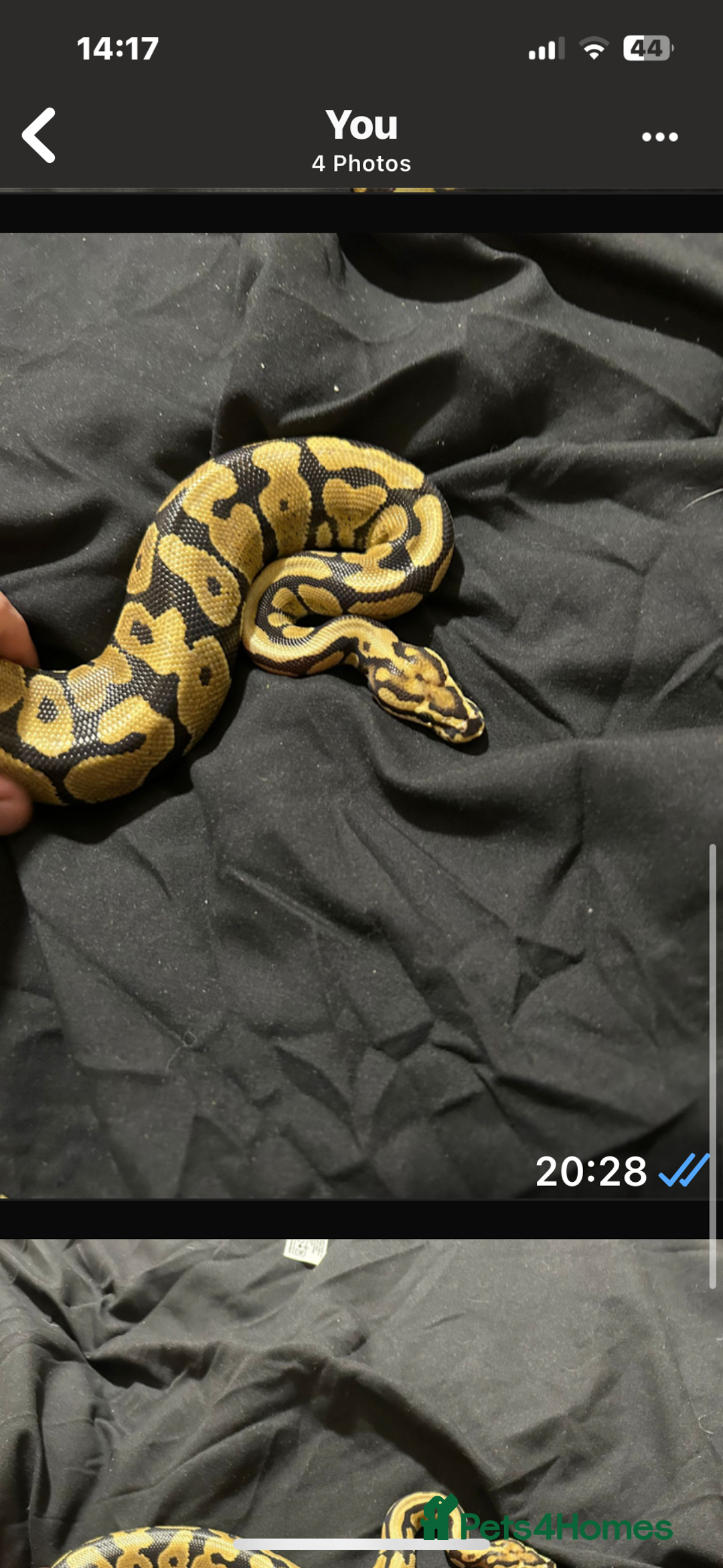 Python Snake reptiles for sale: Ball pythons and full setups for sale  - Image 6