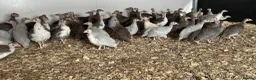 Guinea Fowl poultry for sale: Guinea fowl keets for sale  in Radstock - Advert 2