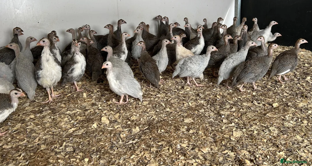 Guinea Fowl poultry for sale: Guinea fowl keets for sale  in Radstock - Advert 2