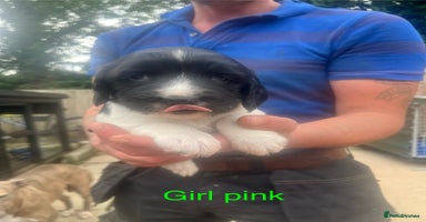 English Springer Spaniel dogs - Advert 5