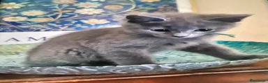 Blue male Kitten 1