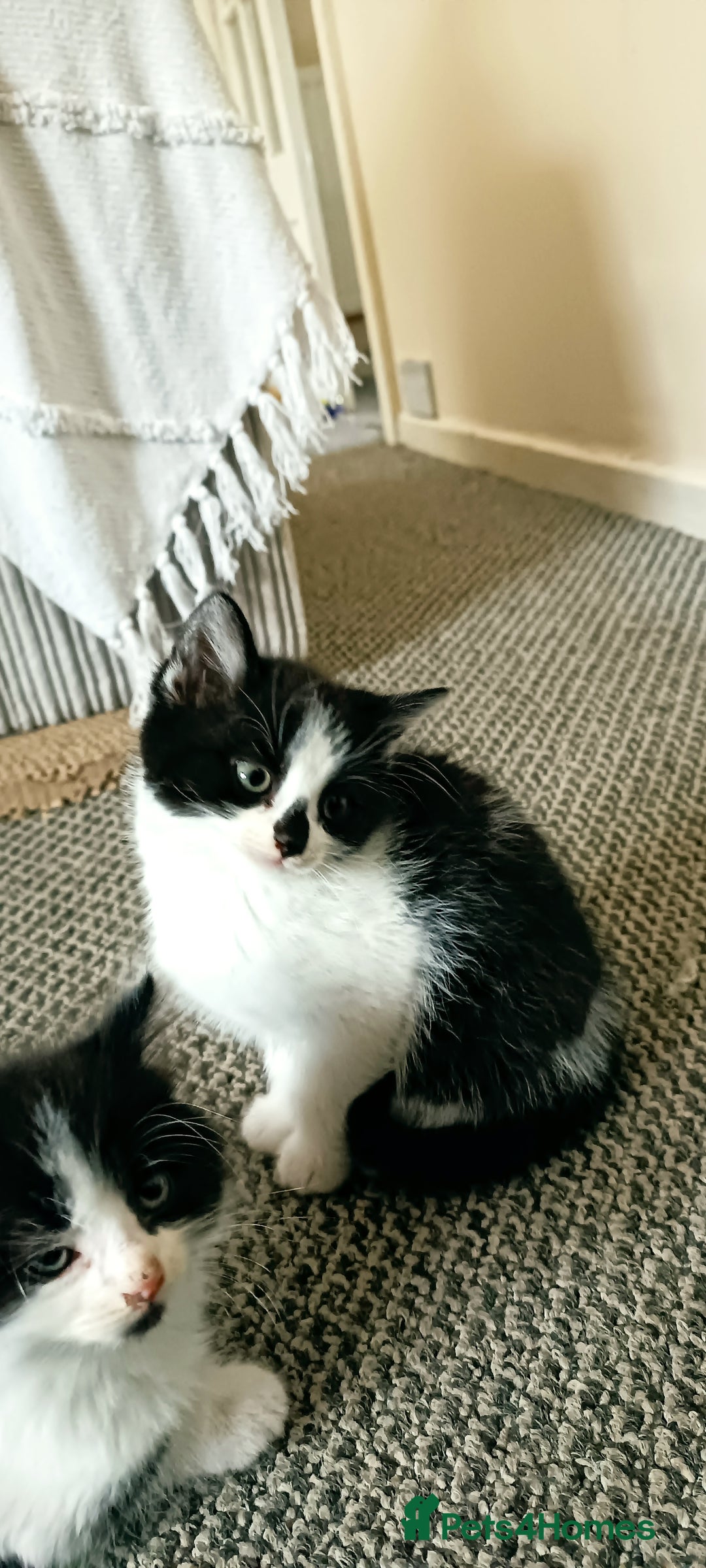 Mixed Breed cats for sale: Three black and white mixed breed kittens  - Image 7
