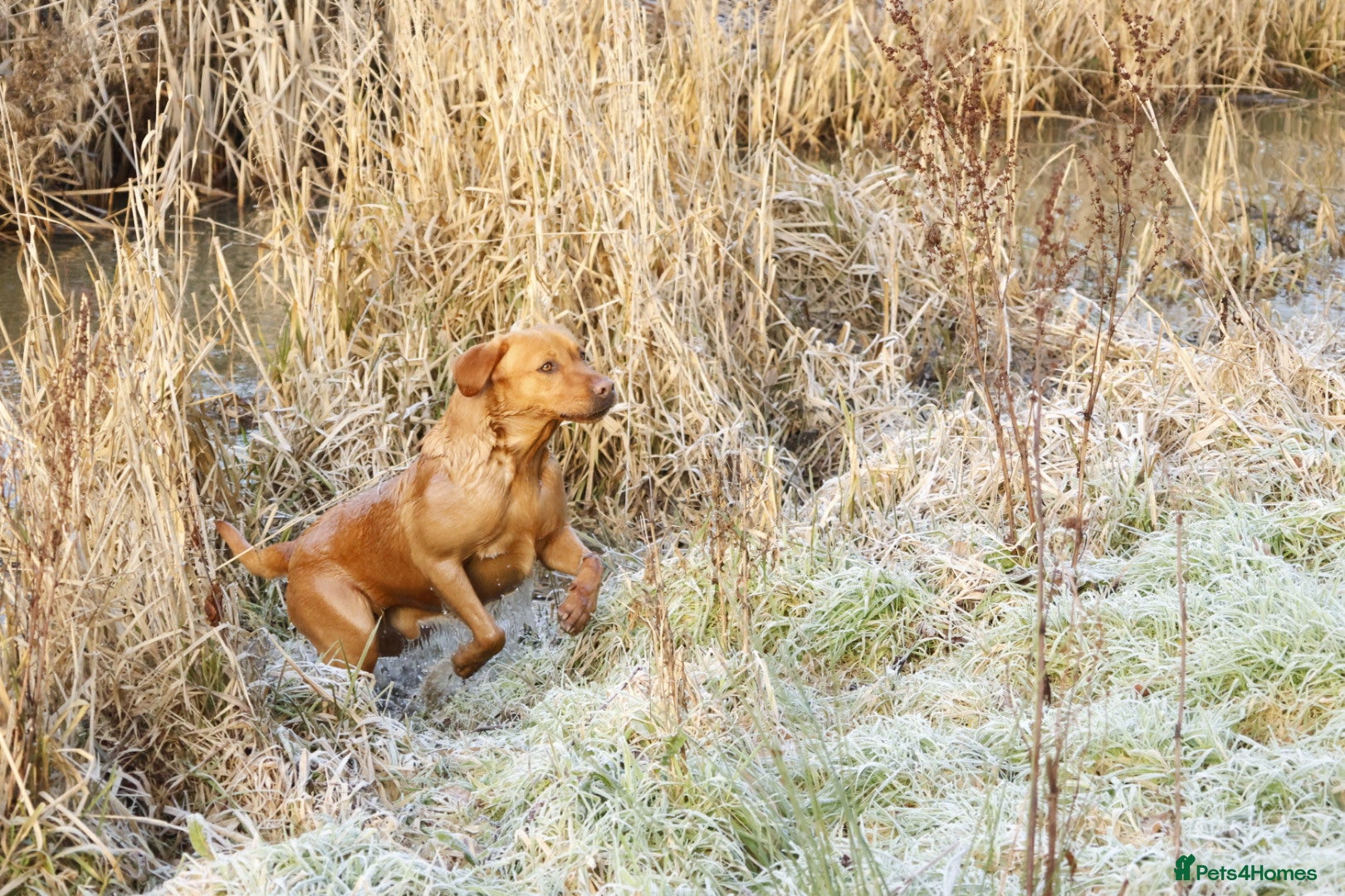 Labrador Retriever dogs PROVEN KC Fox Red Health Tested Labrador Stud Dog - Advert 2