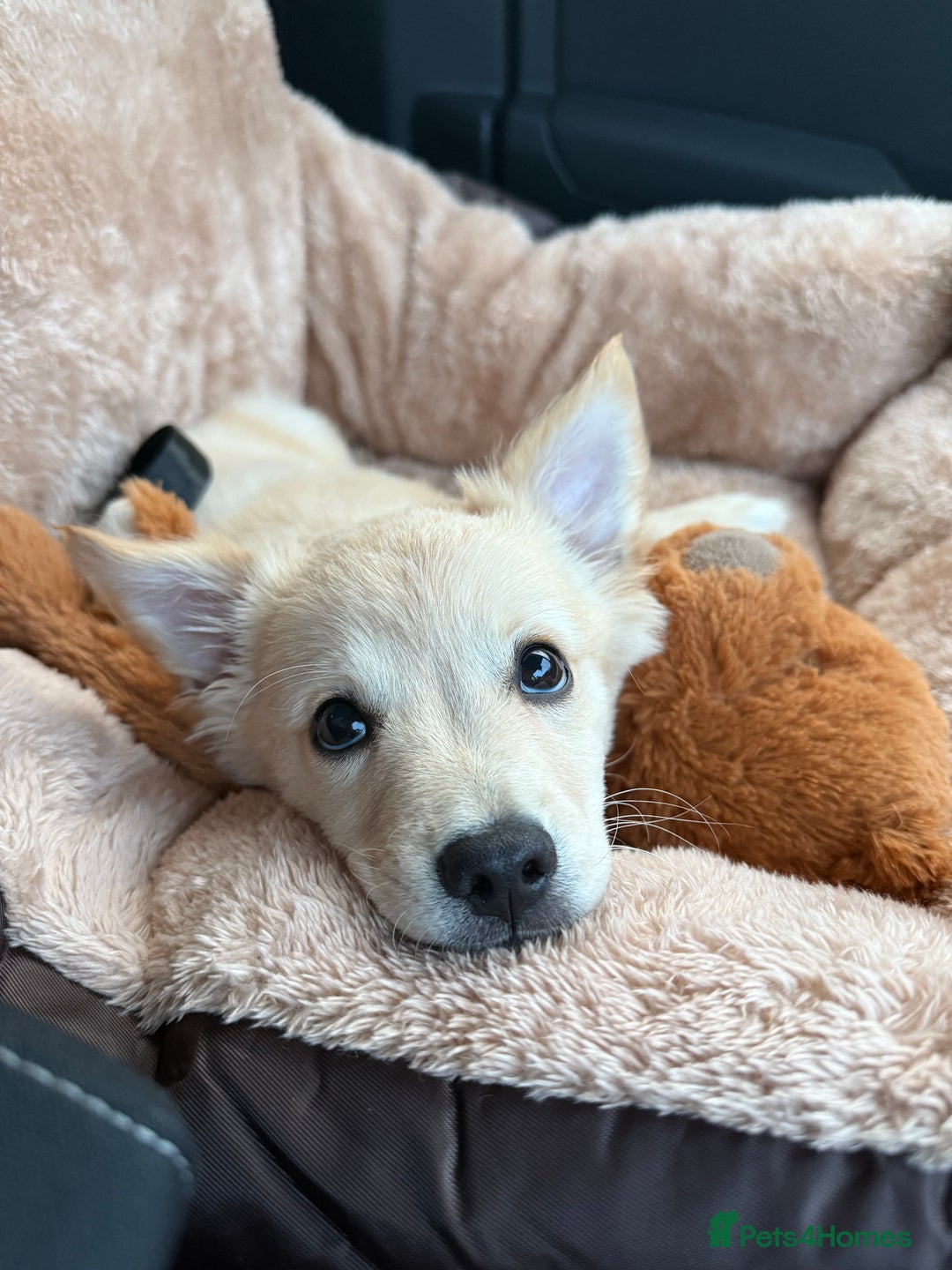 Mixed Breed dogs for sale: Chihuahua x Italian Volpino - Image 9