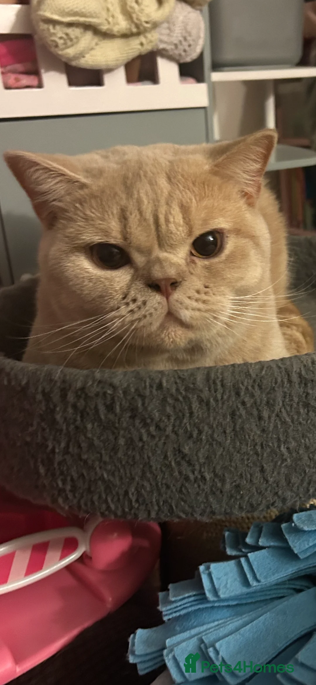 British Shorthair cats for sale: Mabel needs a quiet loving home  - Advert 2