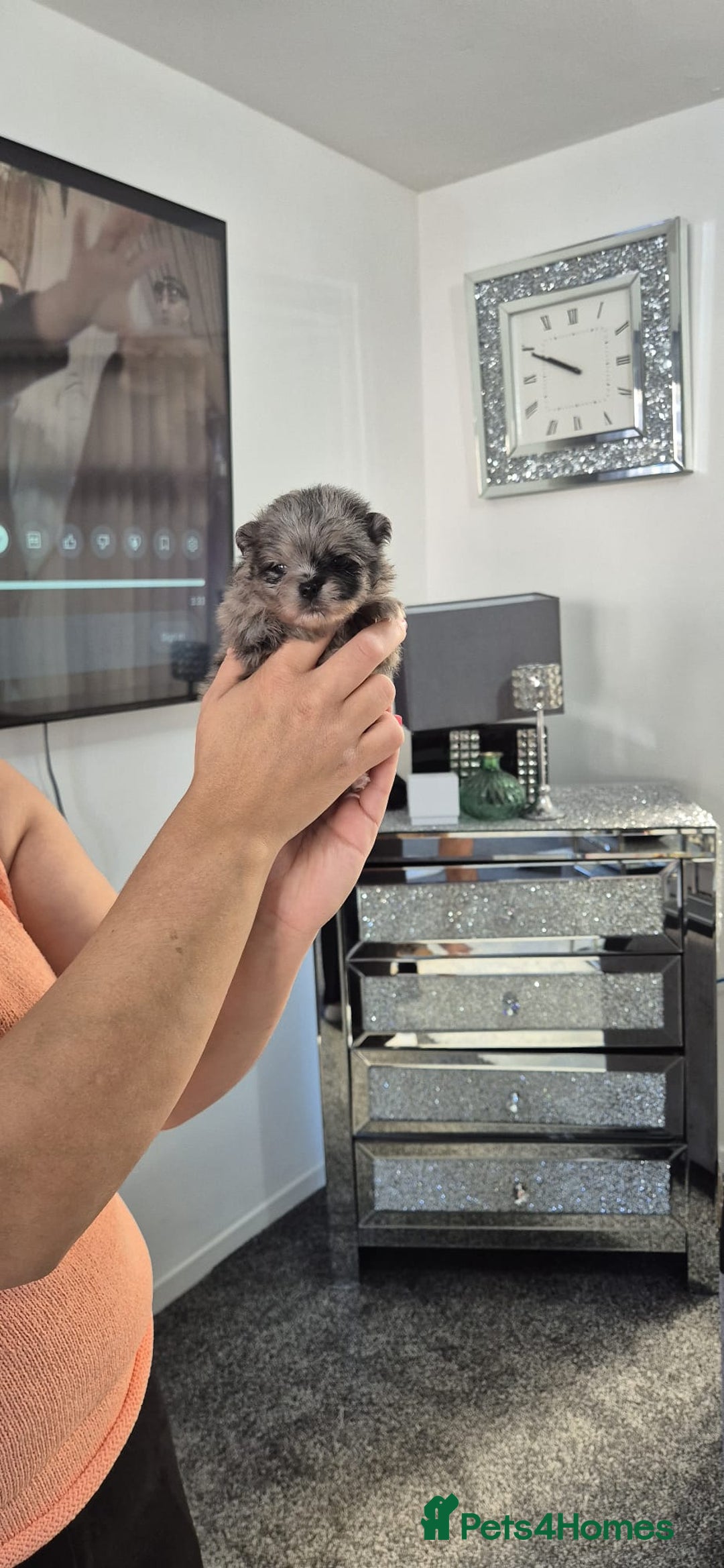 Pomeranian dogs for sale: Pomeranian teddy face xs size  - Image 2