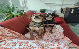 Mixed Breed dogs for adoption: Hound mix sweet Archie for adoption  - Advert 2