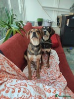 Mixed Breed dogs Hound mix sweet Archie for adoption - Advert 14