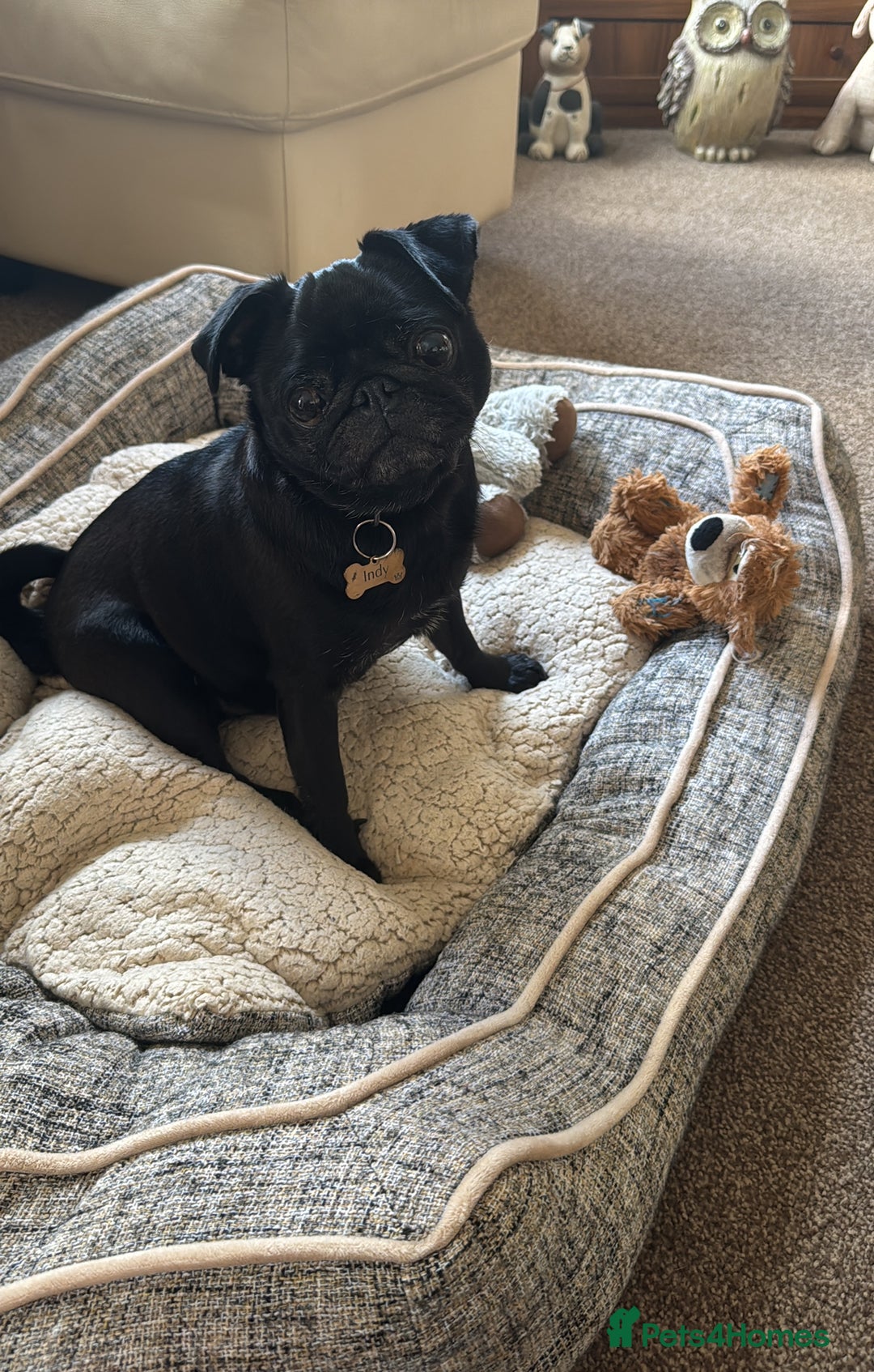 Pug dogs for sale: KC Pug Puppies - Advert 13