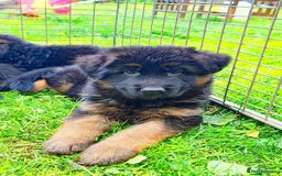 German Shepherd dogs for sale: Outstanding KC longhaired german shepherd puppies - Image 5