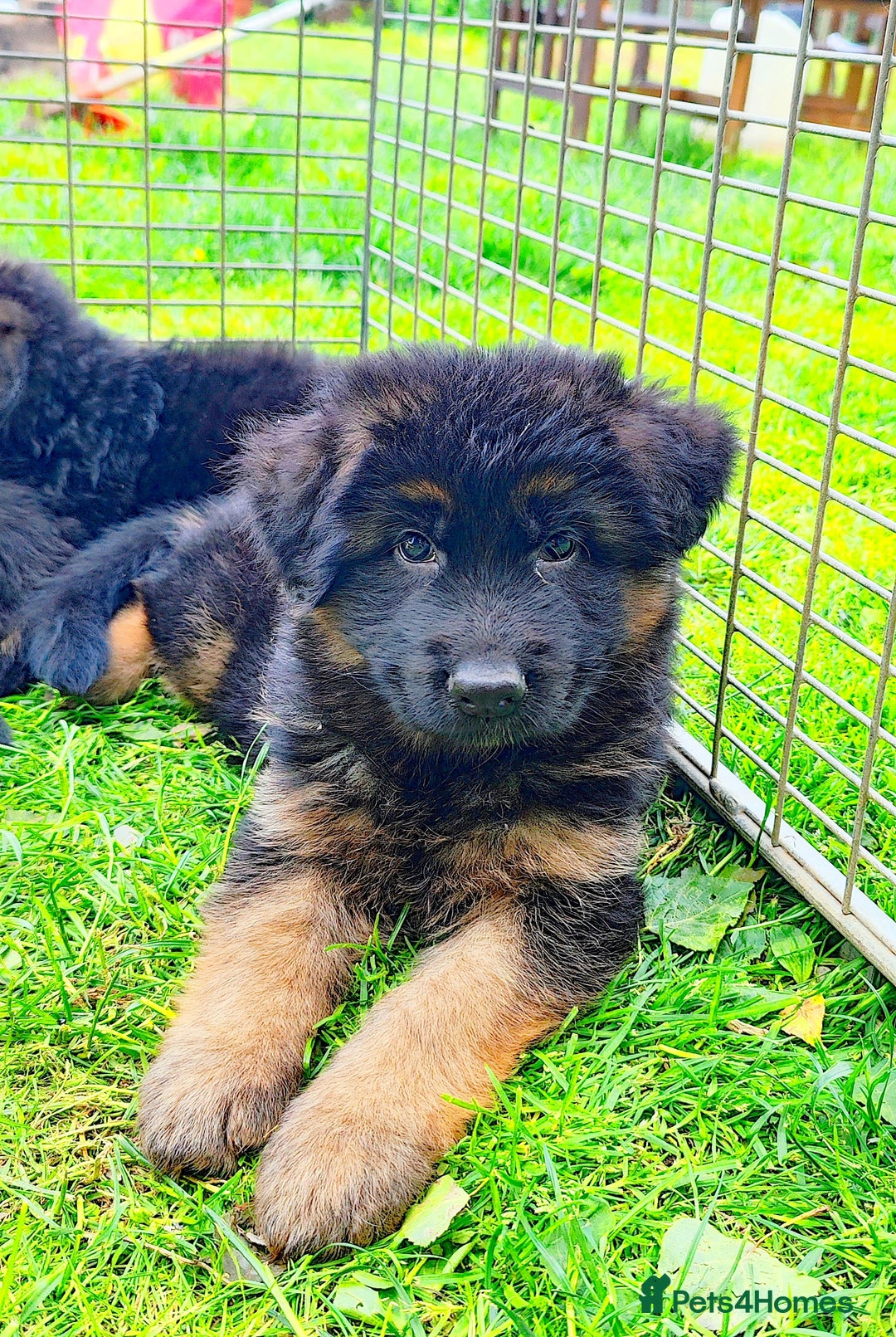 German Shepherd dogs for sale: Outstanding KC longhaired german shepherd puppies - Image 5