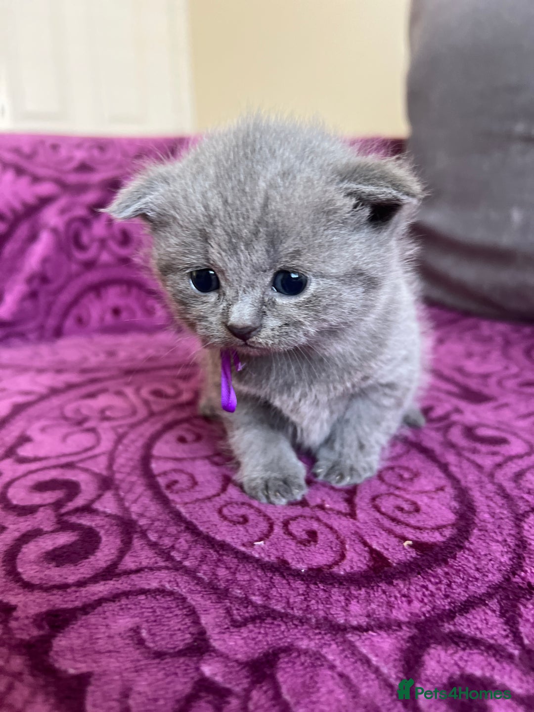 British Shorthair cats for sale: Blue British shorthair  - Image 22