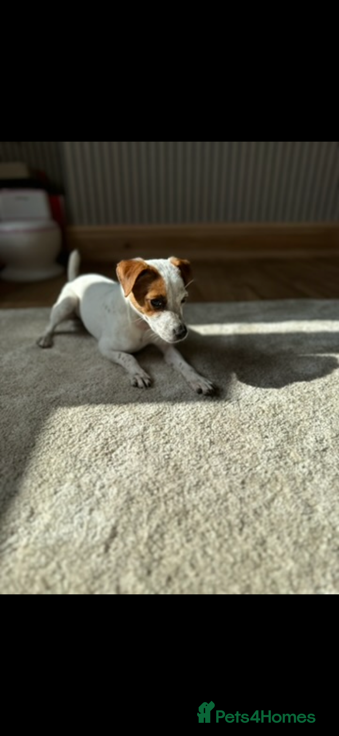 Jack Russell dogs for sale: Kiara  - Advert 1