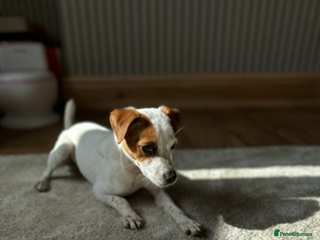 Jack Russell dogs Kiara - Advert 2