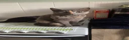 Mixed Breed cats for sale: Unique kittens - Advert 2