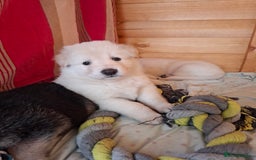 German Shepherd dogs for sale: Stunning litter of German shepherd puppies   - Image 12