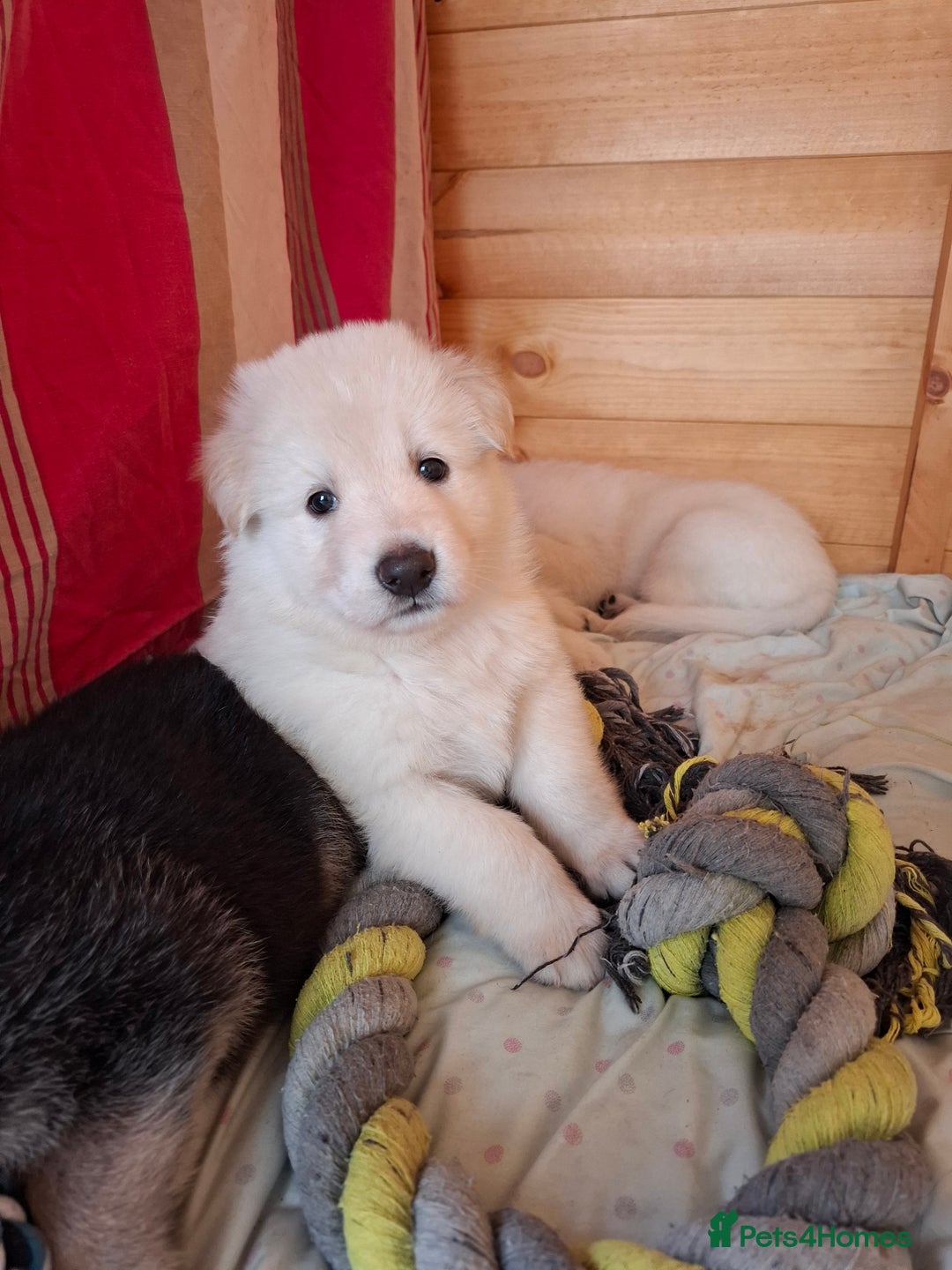 German Shepherd dogs for sale: Stunning litter of German shepherd puppies   - Image 12