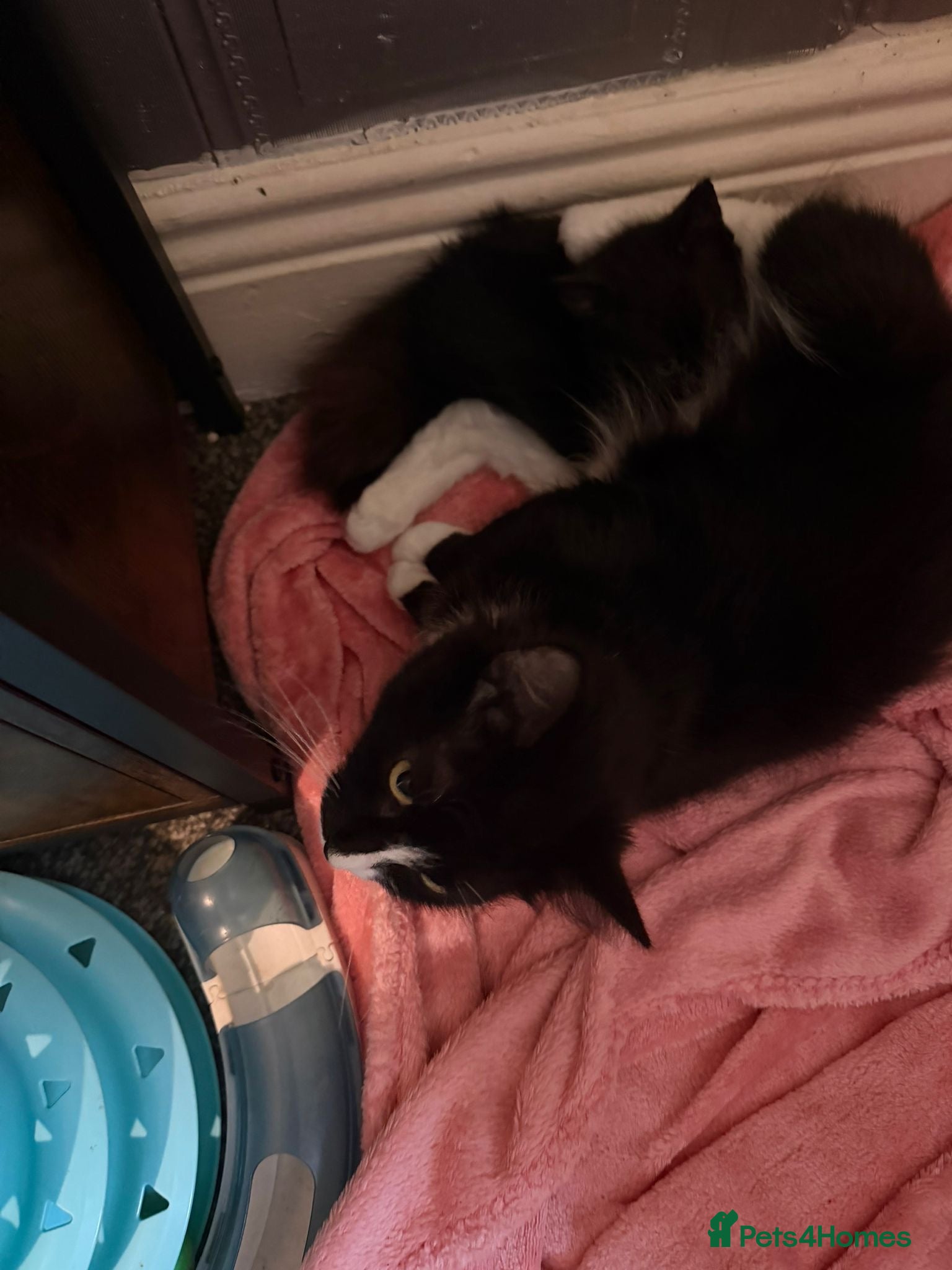 Mixed Breed cats Female kitten  - Advert 4