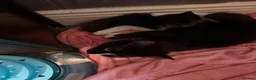 Mixed Breed cats for sale: Female kitten  - Advert 1